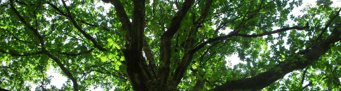 message-received Message Received