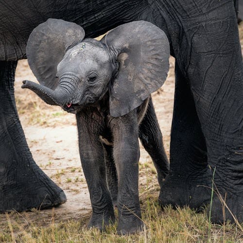 Baby Elephant Baby Elephant